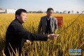 國家科技獎３項授予“水稻科學家”，預示百姓飯碗將發(fā)生哪些革命？