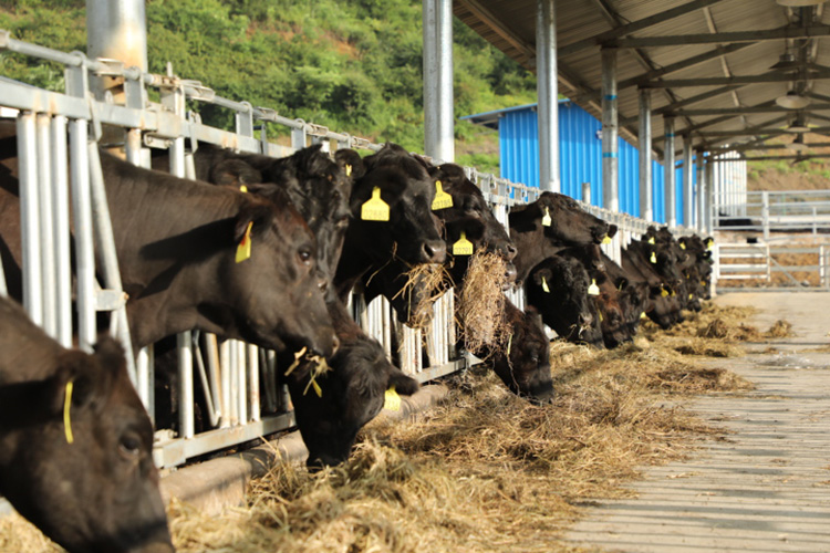 圖4-考察肉牛飼養(yǎng)-750.jpg