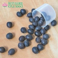 鐵蓮子殼蓮子黑蓮子 圓粒湘蓮寸三蓮 尚品蓮皇產(chǎn)地批發(fā)供應(yīng)