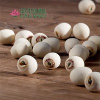 磨皮白蓮子有芯帶芯實心 湘蓮寸三蓮 尚品蓮皇產(chǎn)地批發(fā)供應