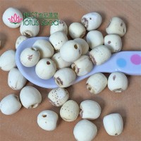 磨皮白蓮子 去芯無心通心鉆芯 湘蓮寸三蓮 尚品蓮皇批發(fā)供應