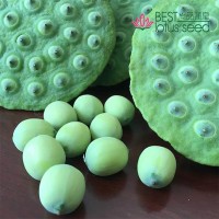新鮮蓮蓬 嫩水果蓮子 草蓮子老蓮子 湘蓮 尚品蓮皇批發(fā)供應(yīng)