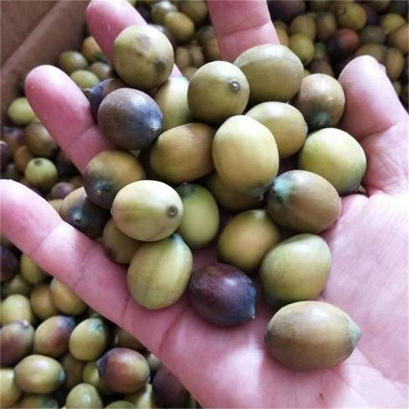 水果蓮子 草蓮子老蓮子麻蓮子 湘蓮寸三蓮 尚品蓮皇產(chǎn)地批發(fā)供應(yīng)