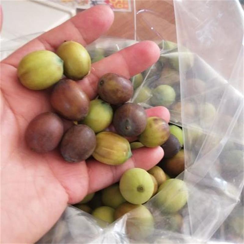 水果蓮子 草蓮子老蓮子麻蓮子 湘蓮寸三蓮 尚品蓮皇產(chǎn)地批發(fā)供應(yīng)