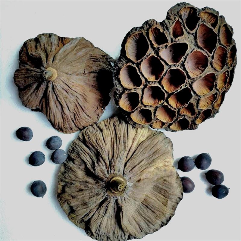 干蓮蓬殼,蓮子殼,藕實(shí)蓮房,水芝丹,尚品蓮皇,產(chǎn)地批發(fā)供應(yīng)