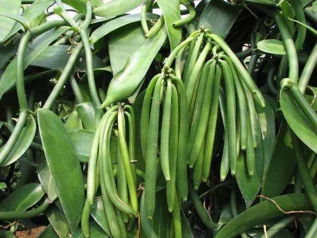 醫(yī)學(xué)博士解讀香蘭素：國標(biāo)制定很謹慎，有害、妨礙轉(zhuǎn)奶無科學(xué)依據(jù)