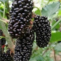 果桑苗基地 大型玫瑰果桑苗批發(fā)