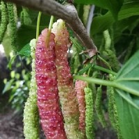 長果桑葚 長果桑苗 長果桑樹苗批發(fā)
