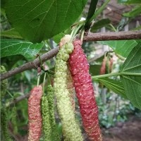 長果桑價格