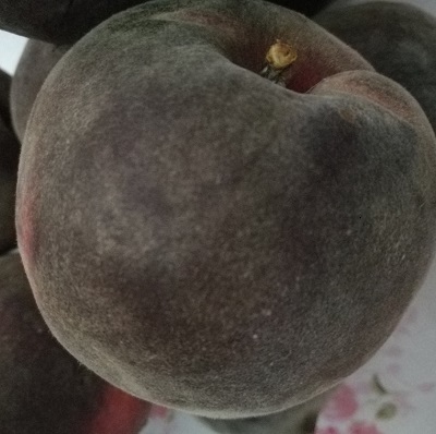 紫桃樹(shù)苗2