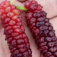 供應(yīng)果桑苗品種 大型玫瑰果桑苗批發(fā)