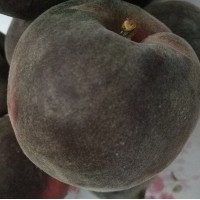 新品種桃樹苗黑桃苗批發(fā)