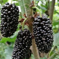 供應(yīng)桑葚苗 桑椹樹苗 大型玫瑰果桑苗批發(fā)
