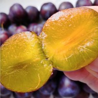 供應(yīng)西梅苗木 卯爺西梅 金西梅樹苗批發(fā)
