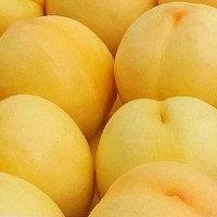 供應(yīng)桃樹(shù)苗品種黃桃樹(shù)苗批發(fā) 個(gè)大脆甜豐產(chǎn)