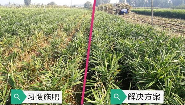 安丘大姜生態(tài)種植解決方案（標準）正式發(fā)布