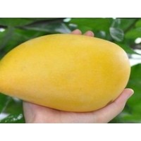 求購(gòu)芒果；火龍果