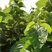 濰坊菜桑苗 桑芽菜苗價(jià)格