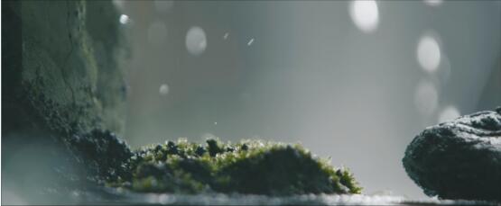 梅見青梅酒