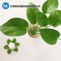 世紀(jì)偉康食品級(jí)發(fā)酵γ-氨基丁酸（GABA）20%含量 廠家直銷