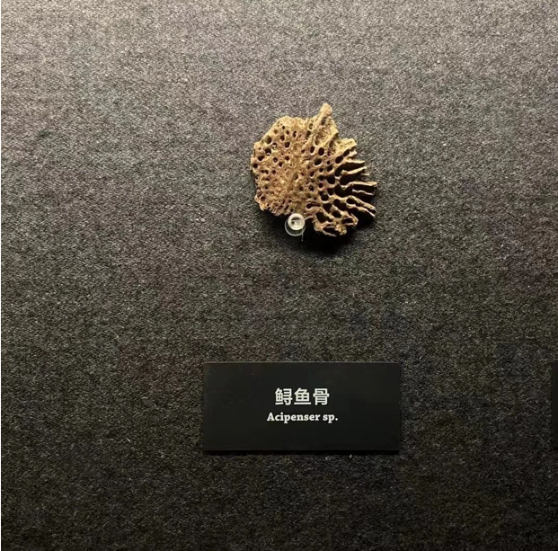 QQ截圖20240429104723
