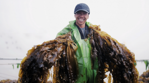 霞浦海帶苗豐收季：半天妖助力產(chǎn)業(yè)騰飛，守護(hù)“舌尖上的鮮嫩”
