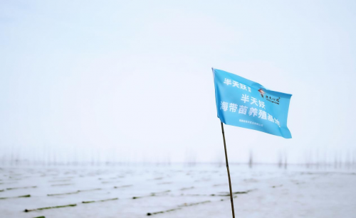 霞浦海帶苗豐收季：半天妖助力產(chǎn)業(yè)騰飛，守護(hù)“舌尖上的鮮嫩”