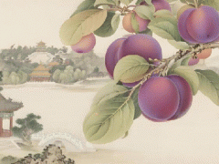 海淀李子：紫玉垂枝，酸甜馥郁