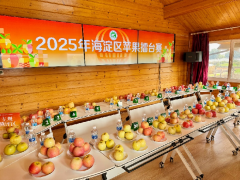 以“賽”為媒促鄉(xiāng)村振興 2025年海淀區(qū)蘋果擂臺(tái)賽舉辦